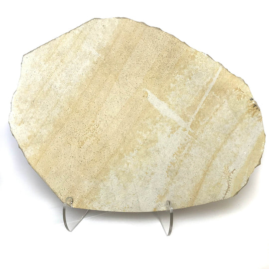 Dragonfly Fossil - Rocks and Gems Canada