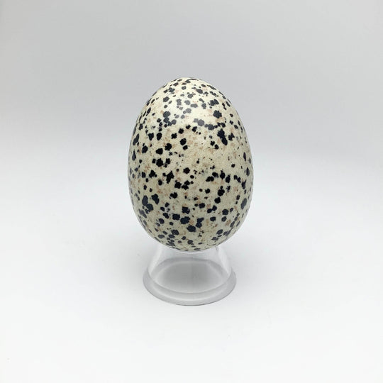 Dalmatian Jasper Egg - Rocks and Gems Canada