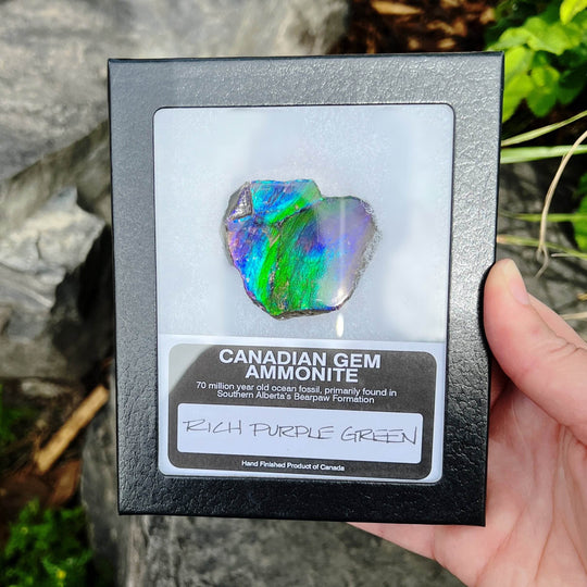 Ammolite Gem Display Box - Rocks and Gems Canada
