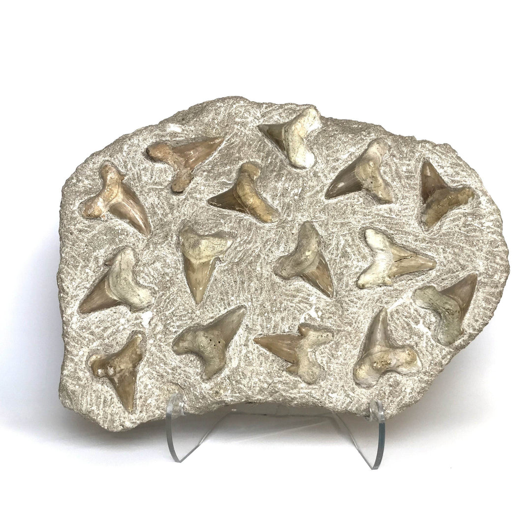 Fossilized Otodus/Lamna Shark Tooth Specimen in Matrix - Rocks and Gems Canada