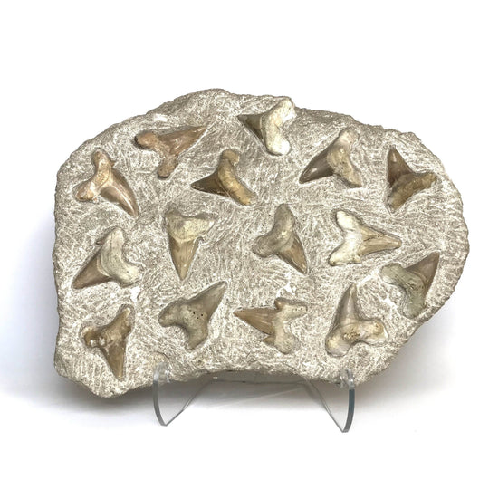 Fossilized Otodus/Lamna Shark Tooth Specimen in Matrix - Rocks and Gems Canada