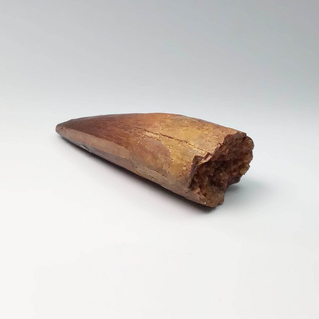 Fossilized Spinosaurus Tooth Specimen - Rocks and Gems Canada