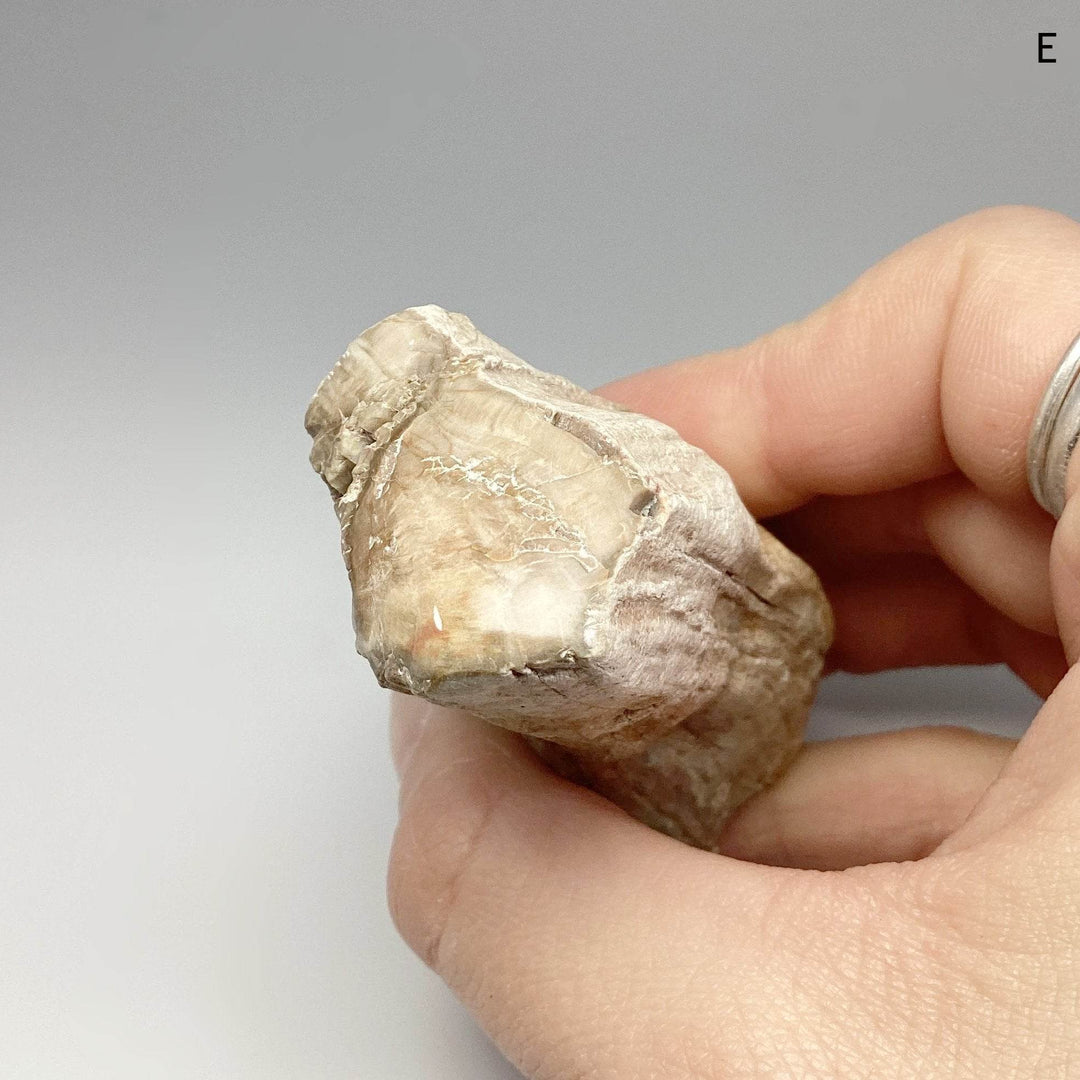 Petrified Wood Branch - Rocks and Gems Canada