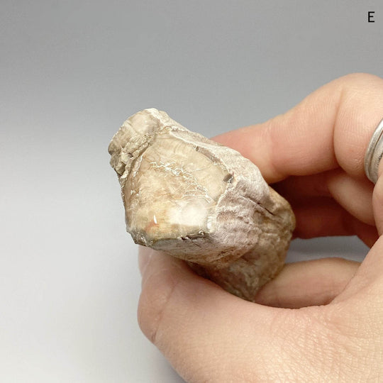 Petrified Wood Branch - Rocks and Gems Canada