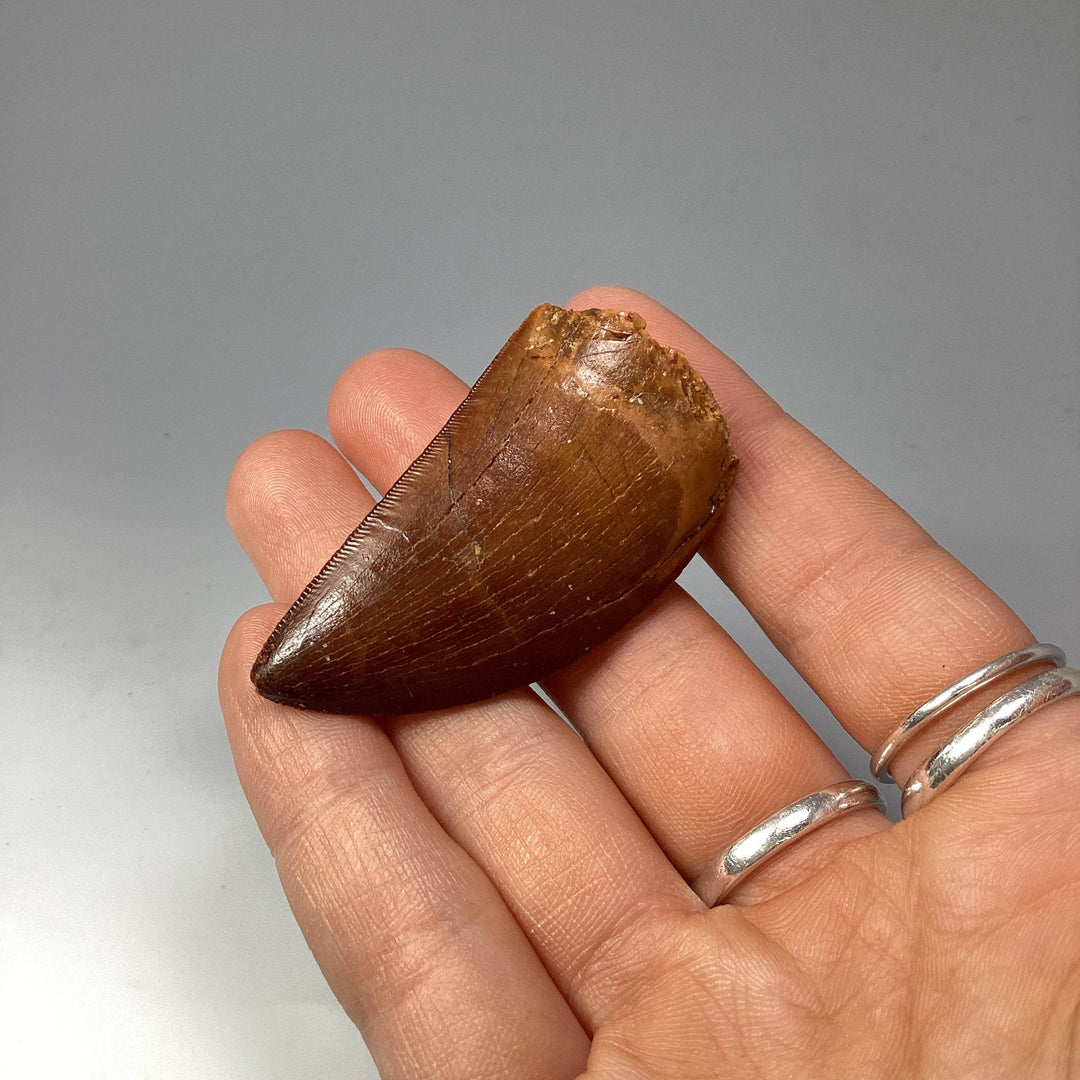 Fossilized Carcharodontosaurus Dinosaur Tooth Specimen - Rocks and Gems Canada