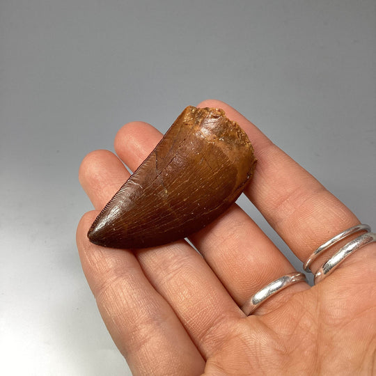 Fossilized Carcharodontosaurus Dinosaur Tooth Specimen - Rocks and Gems Canada