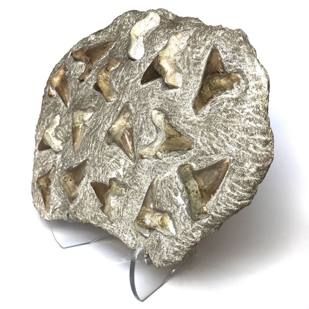 Fossilized Otodus/Lamna Shark Tooth Specimen in Matrix - Rocks and Gems Canada