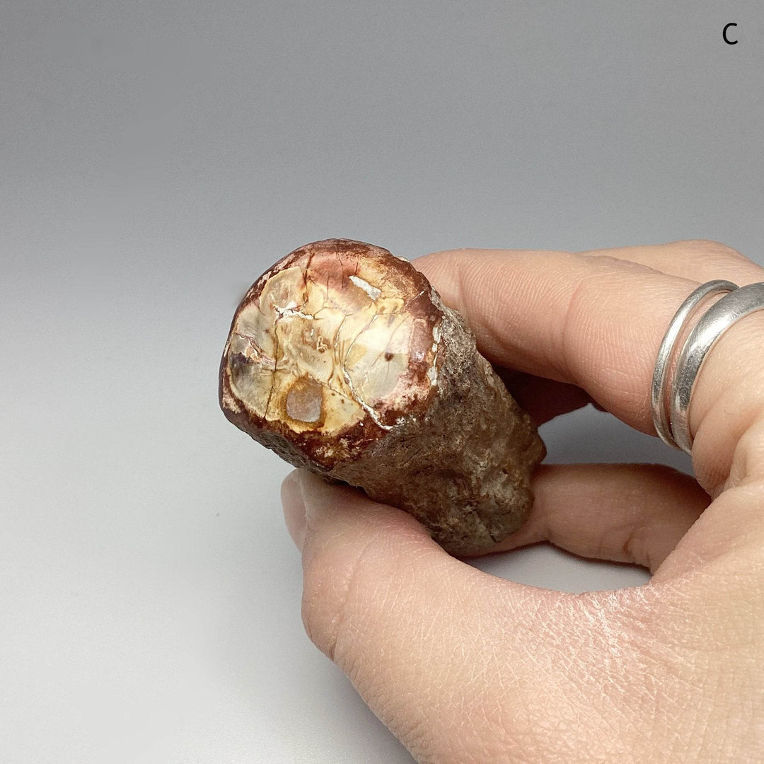 Petrified Wood Branch - Rocks and Gems Canada