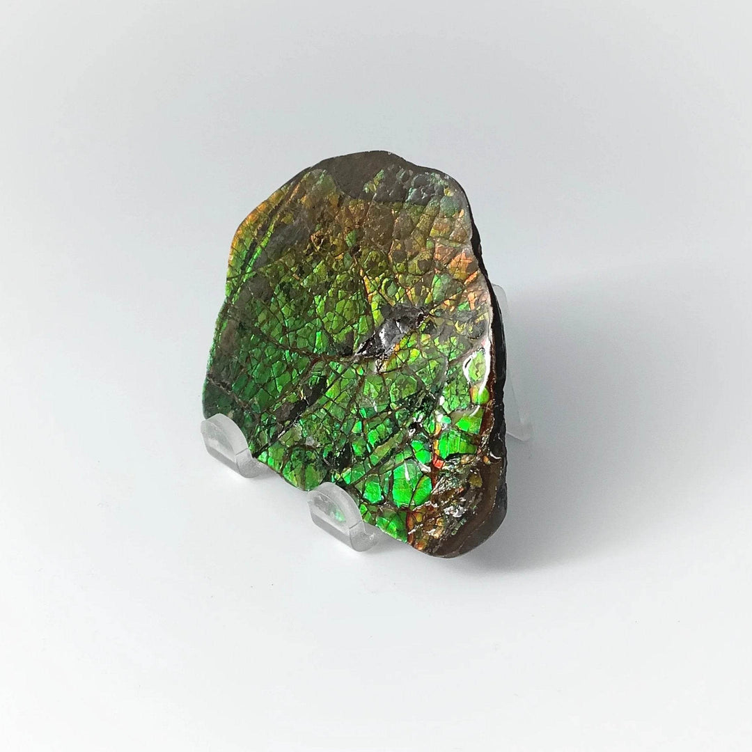 Ammolite Specimen - Rocks and Gems Canada