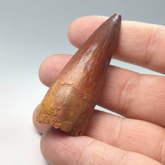 Fossilized Spinosaurus Tooth Specimen - Rocks and Gems Canada