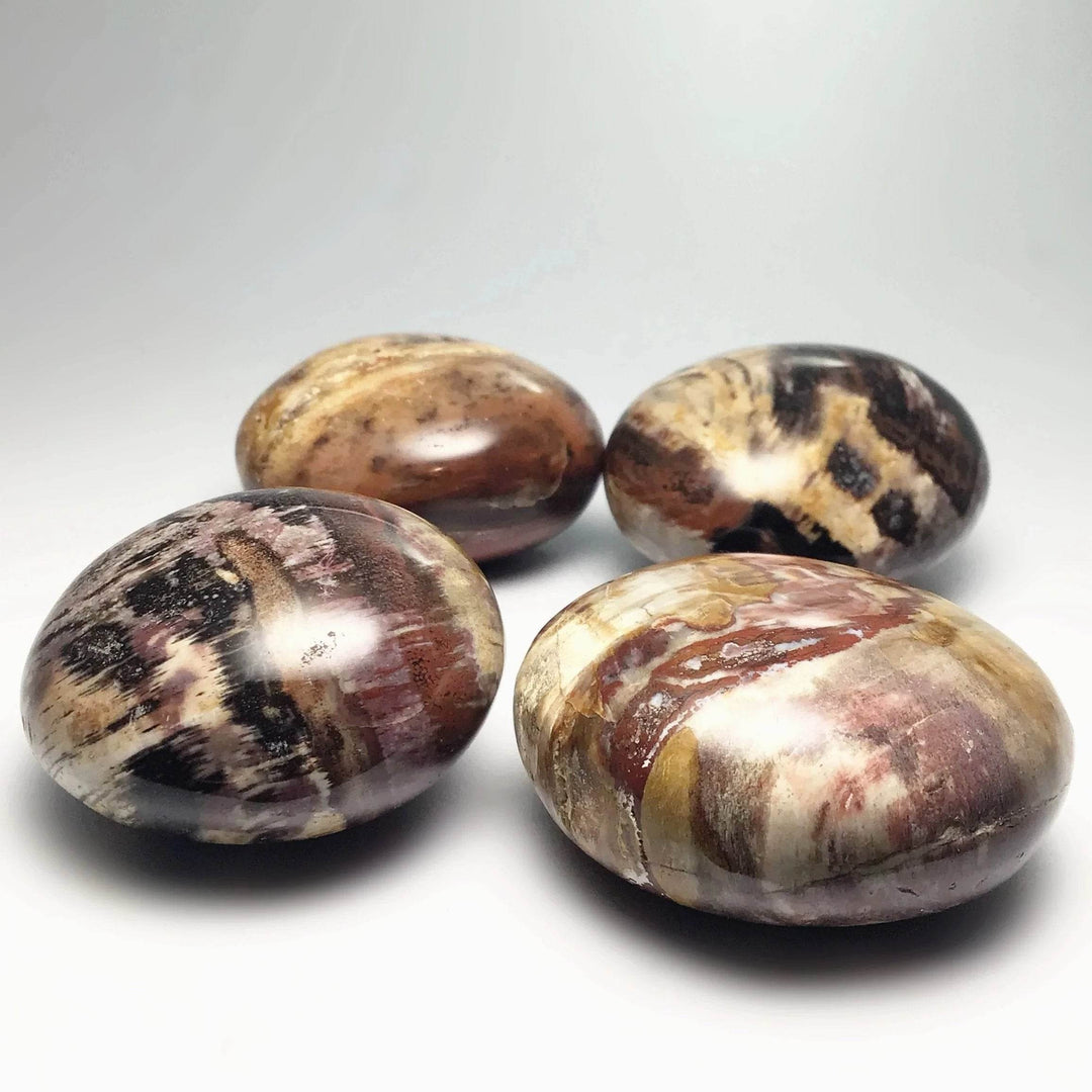 Petrified Wood Tumble - Rocks and Gems Canada
