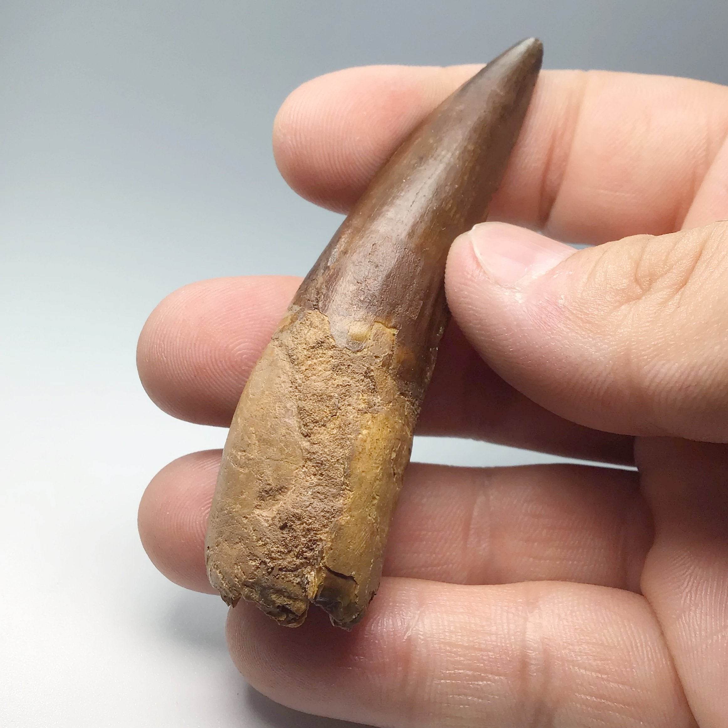 Fossilized Spinosaurus Tooth Specimen - Rocks and Gems Canada