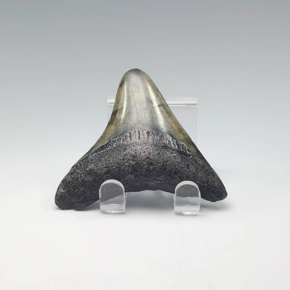 Fossilized Shark Tooth Specimen: Extinct Great White Shark - Rocks and Gems Canada