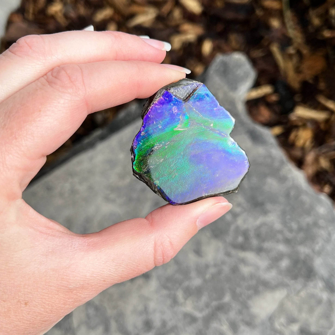 Ammolite Gem Display Box - Rocks and Gems Canada