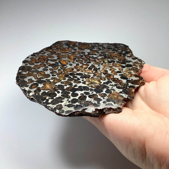 Sericho Large Meteorite Slice - Rocks and Gems Canada