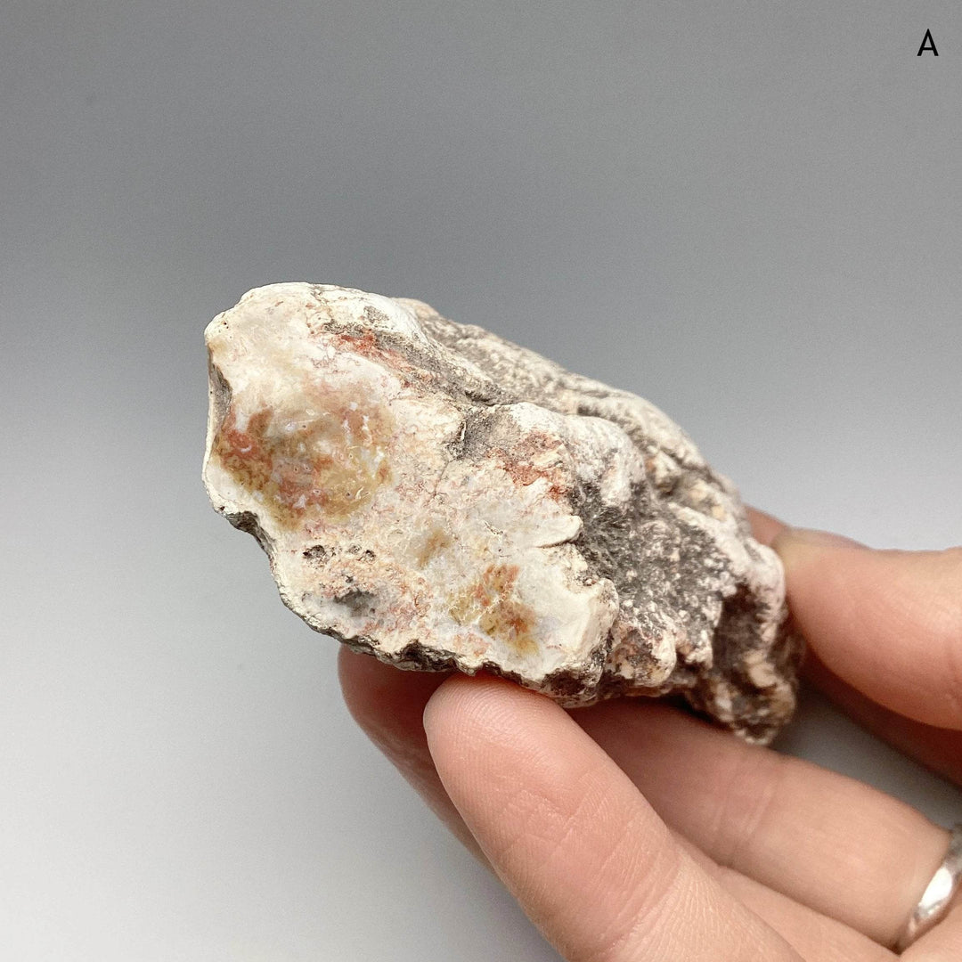 Petrified Wood Branch - Rocks and Gems Canada