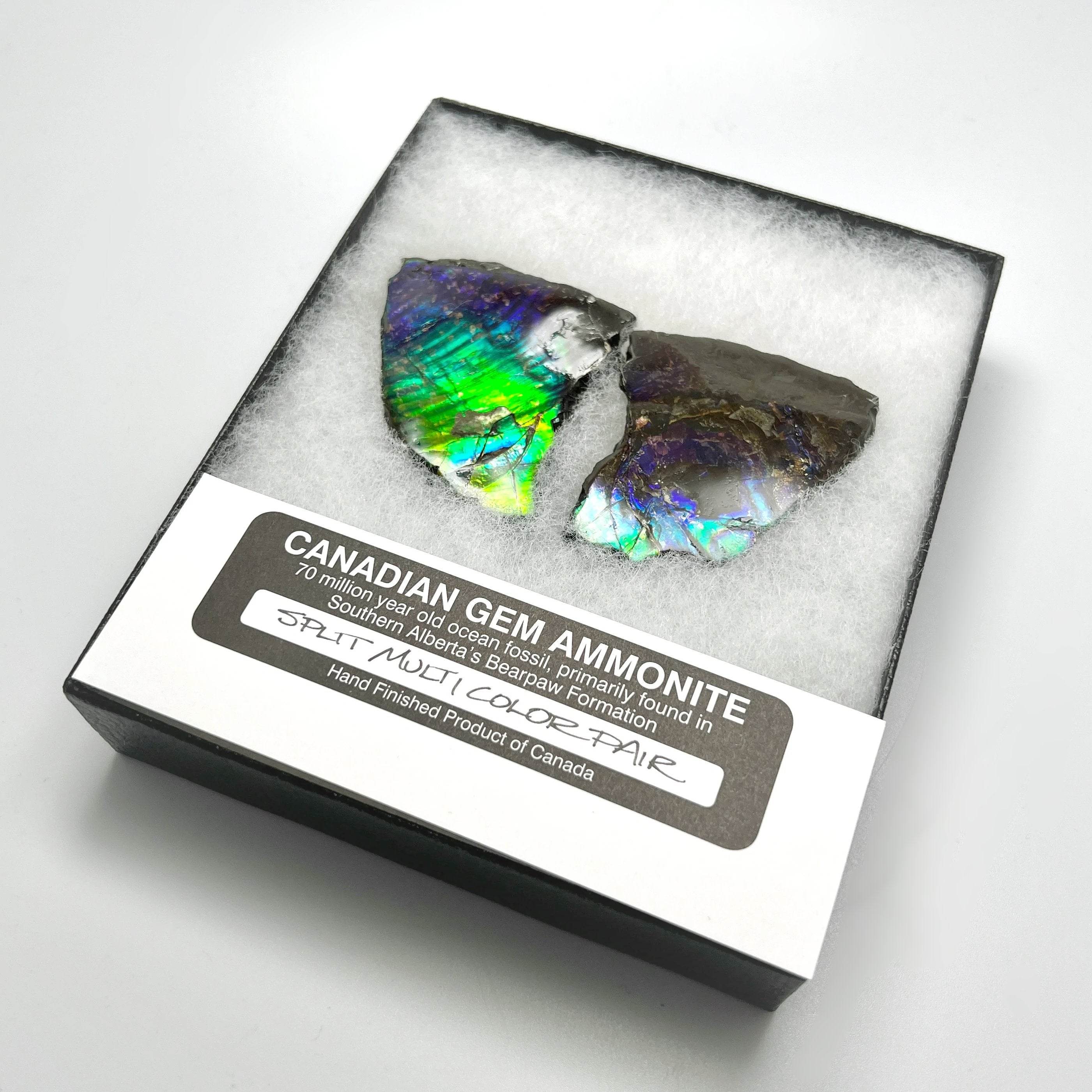 Ammolite Gem Display Box - Rocks and Gems Canada