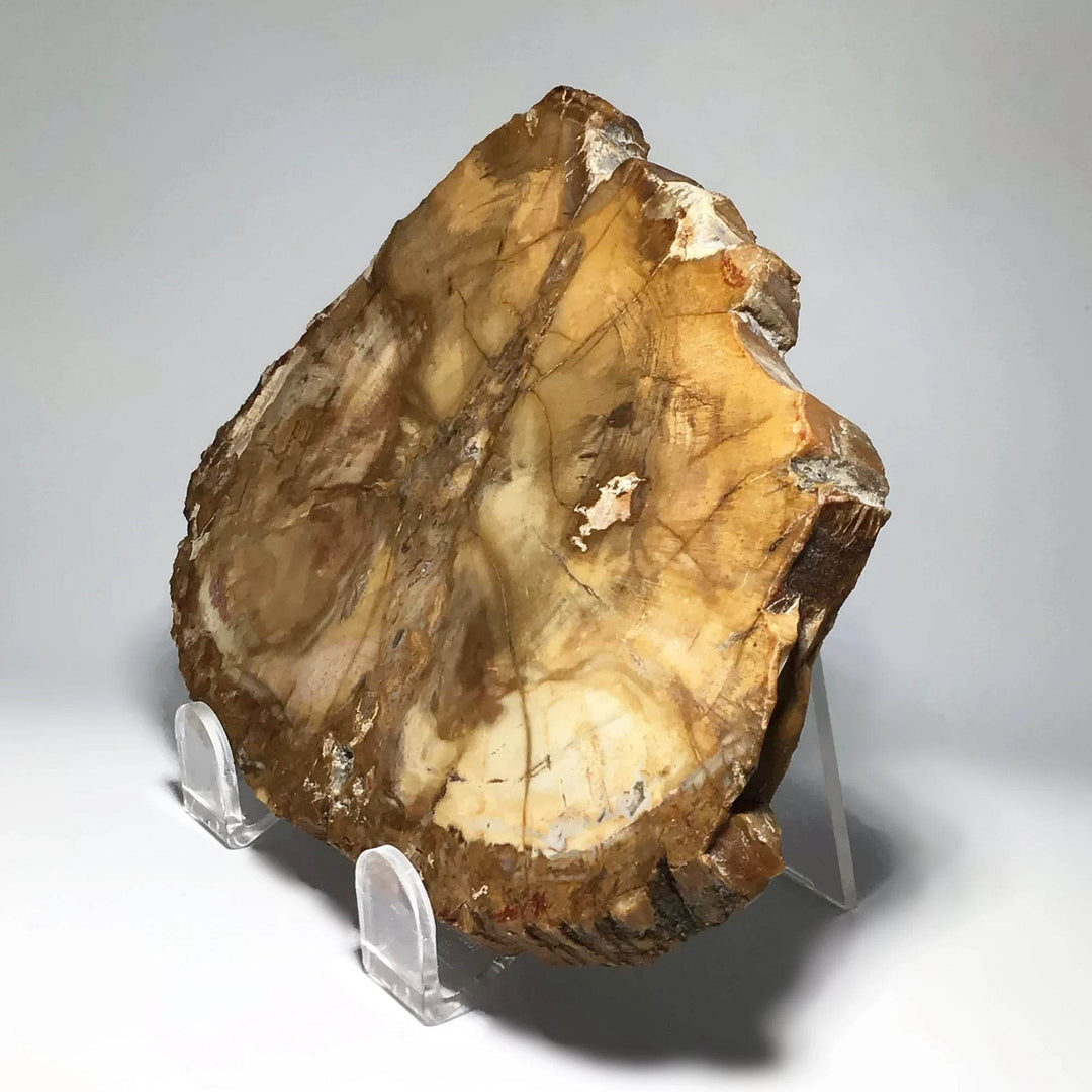 Petrified Wood Slice - Rocks and Gems Canada