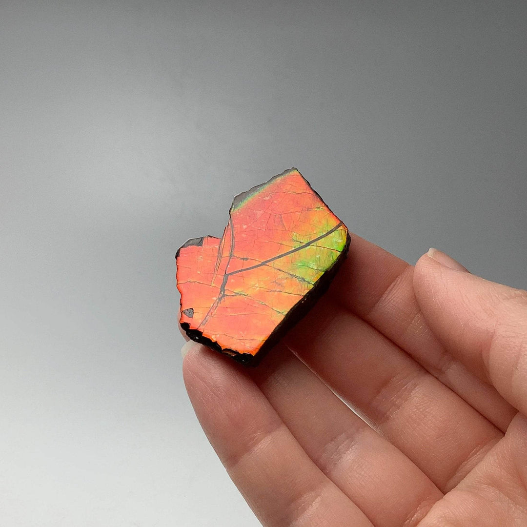 Ammolite Gem Display Box - Rocks and Gems Canada