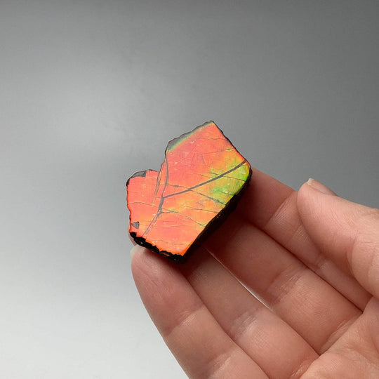 Ammolite Gem Display Box - Rocks and Gems Canada