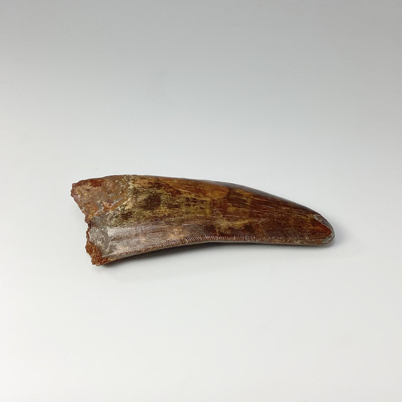 Fossilized Carcharodontosaurus Dinosaur Tooth Specimen