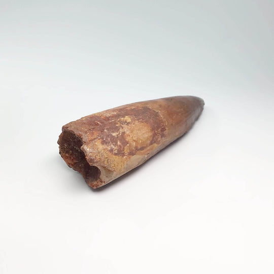 Fossilized Spinosaurus Tooth Specimen - Rocks and Gems Canada