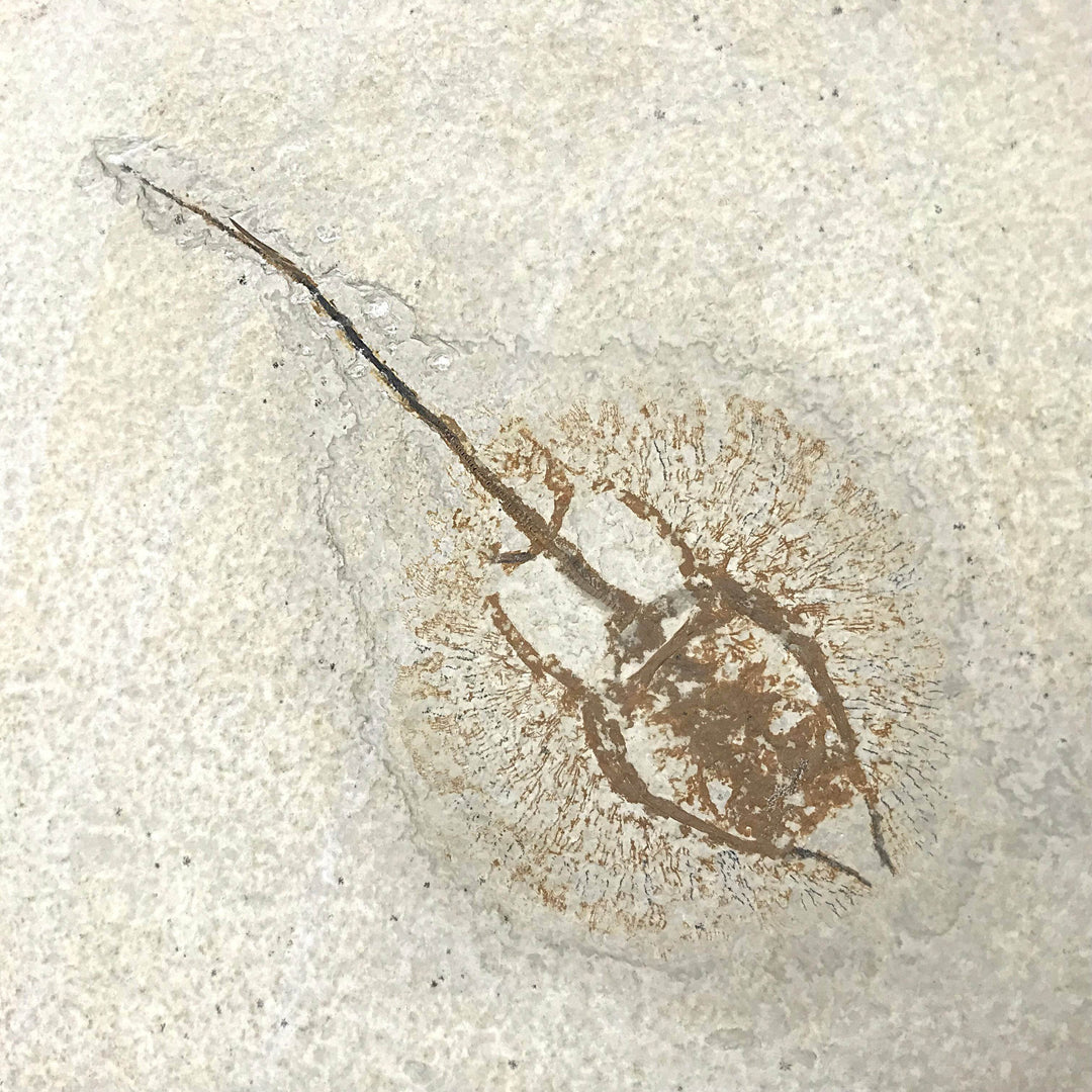 Heliobatis Fossil Plate in Frame - Rocks and Gems Canada