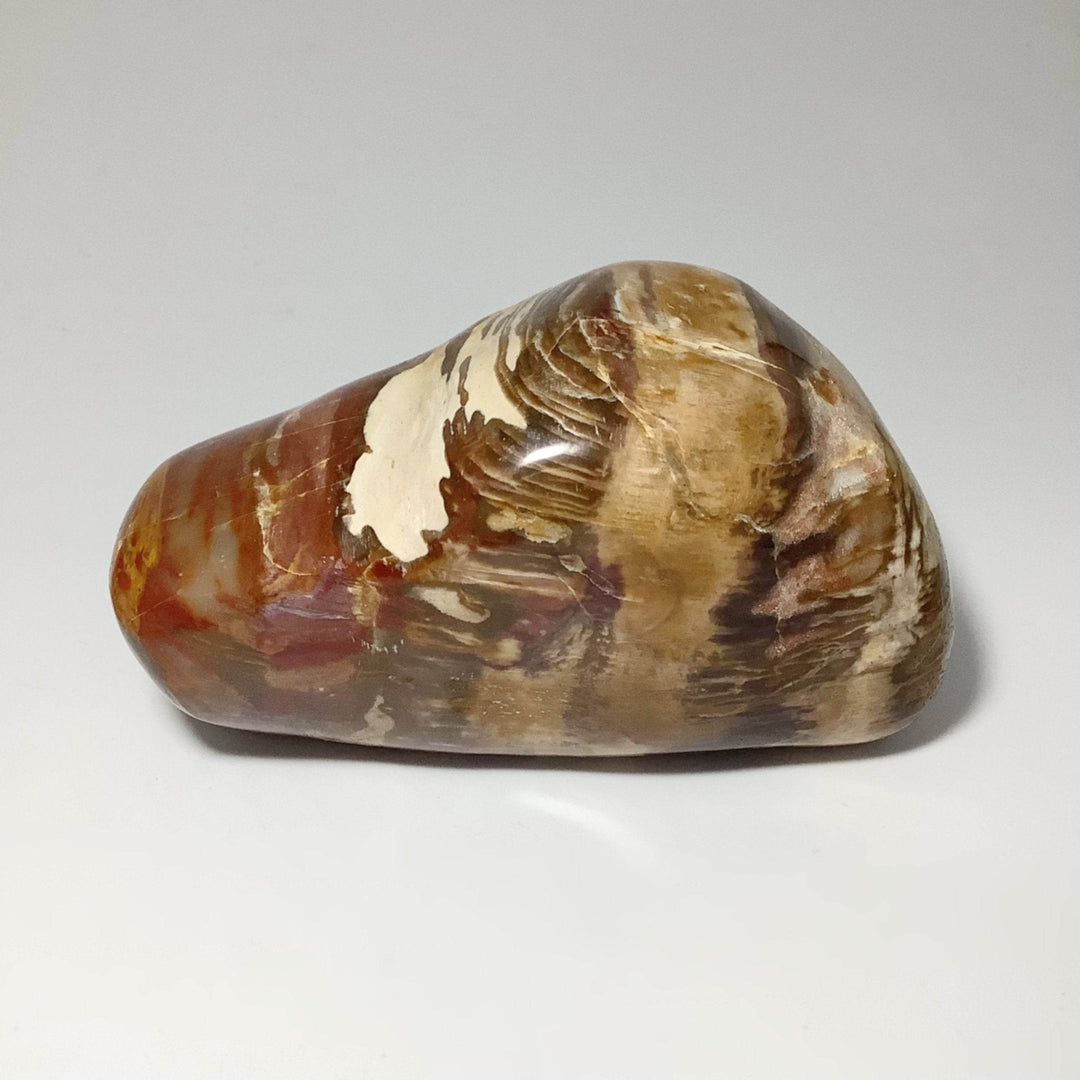 Araucaria Petrified Wood Polished Chunk - Rocks and Gems Canada