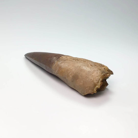 Fossilized Spinosaurus Tooth Specimen - Rocks and Gems Canada