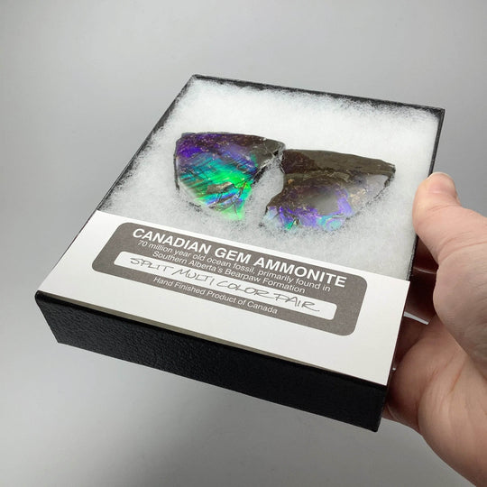 Ammolite Gem Display Box - Rocks and Gems Canada