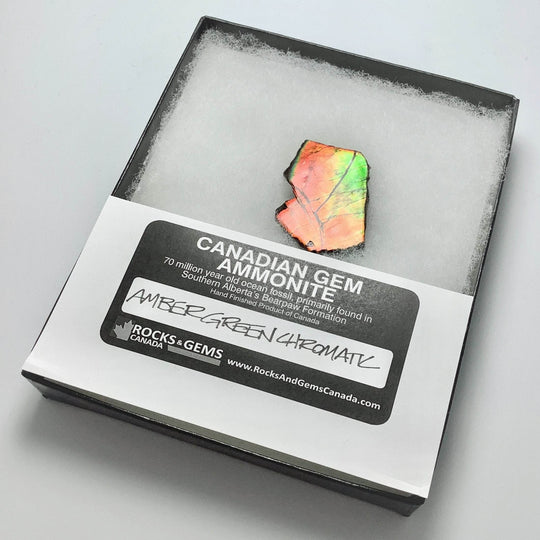 Ammolite Gem Display Box - Rocks and Gems Canada