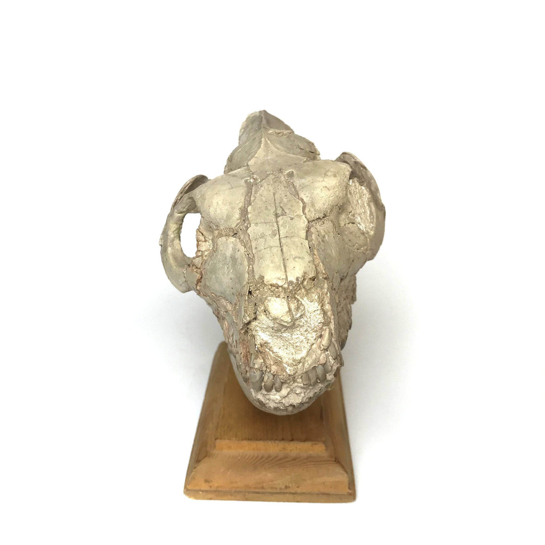 Fossilized Oreodon Skull Specimen - Rocks and Gems Canada