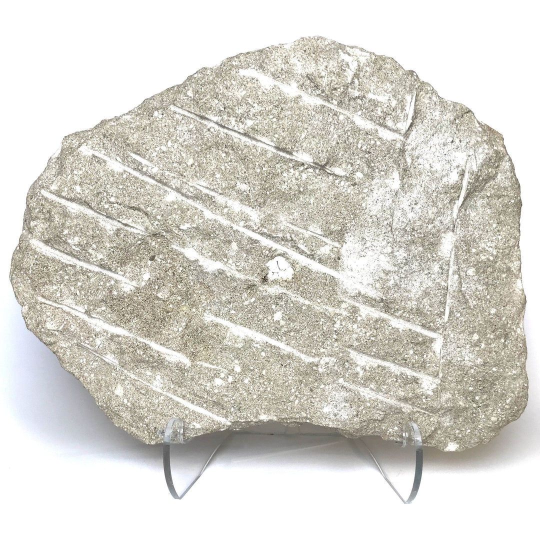 Fossilized Otodus/Lamna Shark Tooth Specimen in Matrix - Rocks and Gems Canada