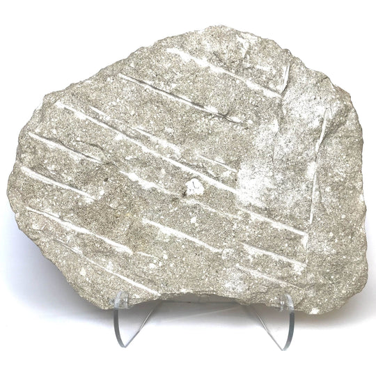 Fossilized Otodus/Lamna Shark Tooth Specimen in Matrix - Rocks and Gems Canada