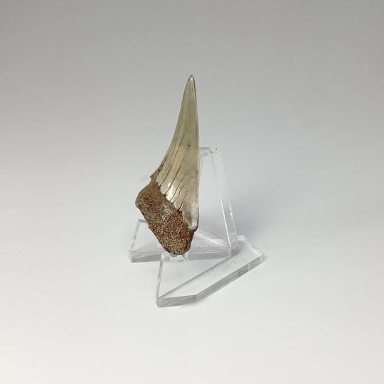 Fossilized Shark Tooth Specimen: Mako - Rocks and Gems Canada