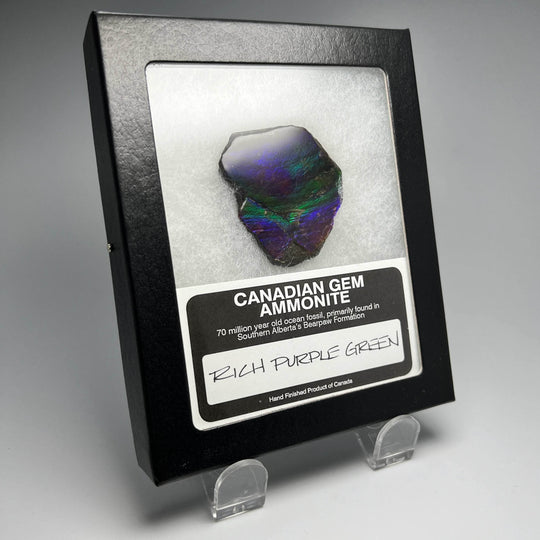 Ammolite Gem Display Box - Rocks and Gems Canada