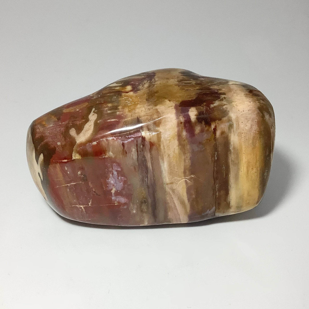 Araucaria Petrified Wood Polished Chunk - Rocks and Gems Canada