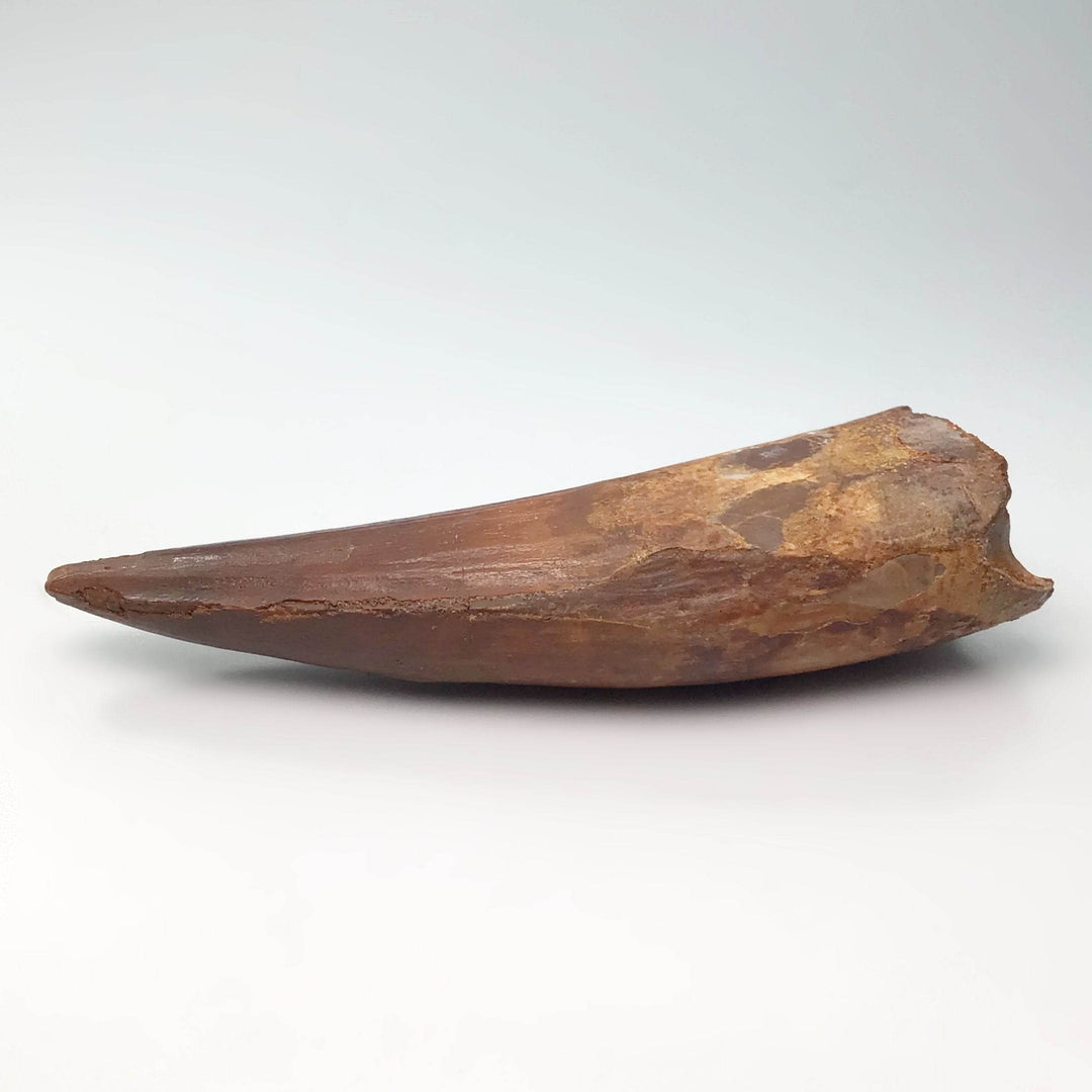 Fossilized Spinosaurus Tooth Specimen - Rocks and Gems Canada