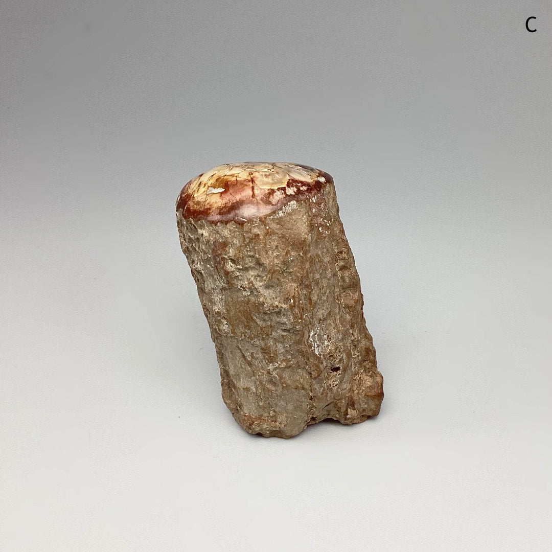 Petrified Wood Branch - Rocks and Gems Canada