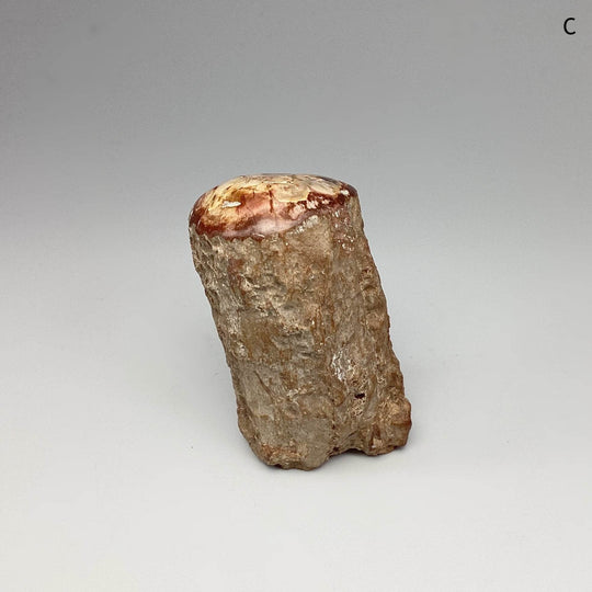 Petrified Wood Branch - Rocks and Gems Canada