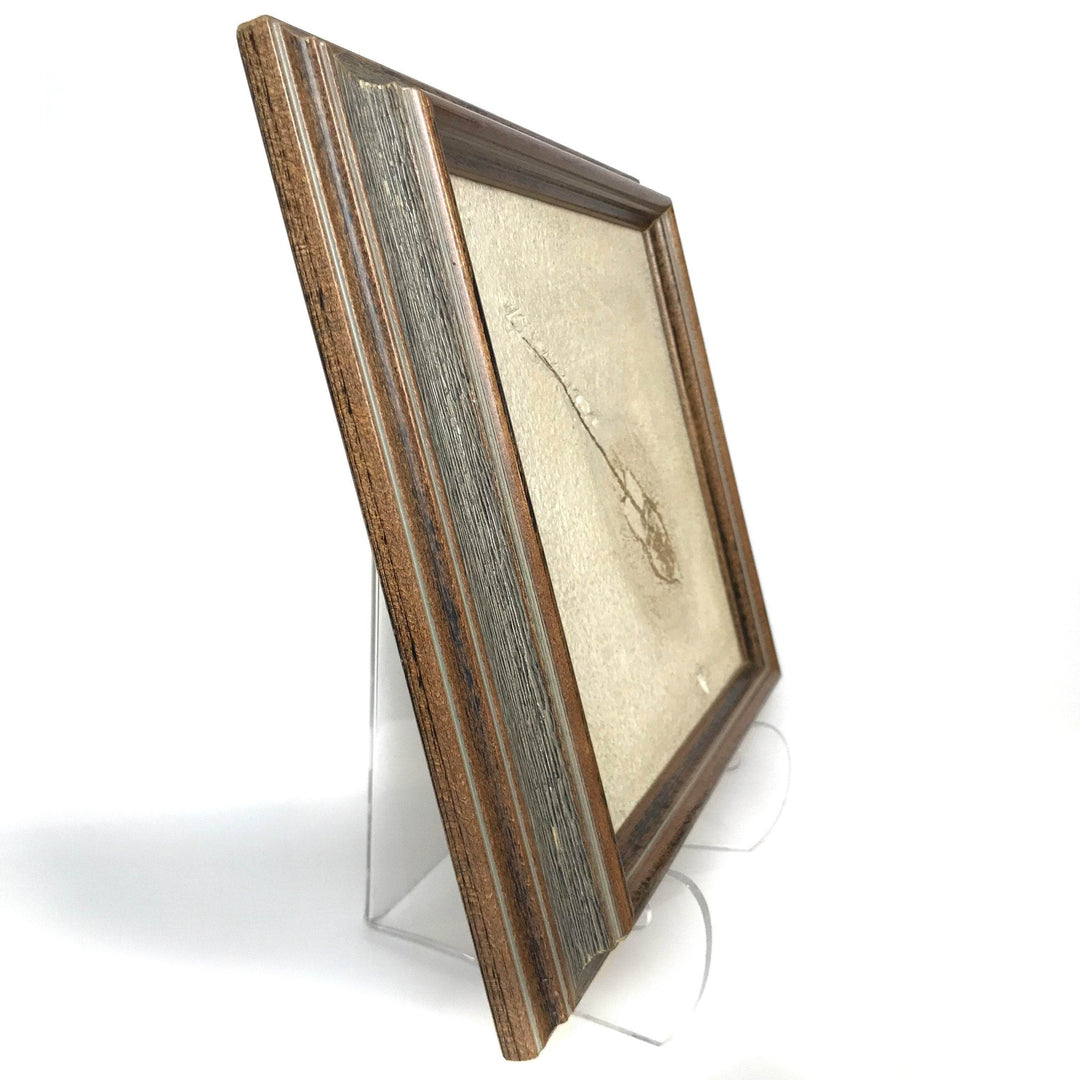 Heliobatis Fossil Plate in Frame - Rocks and Gems Canada