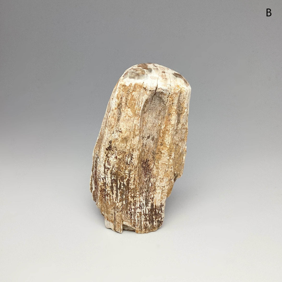 Petrified Wood Branch - Rocks and Gems Canada