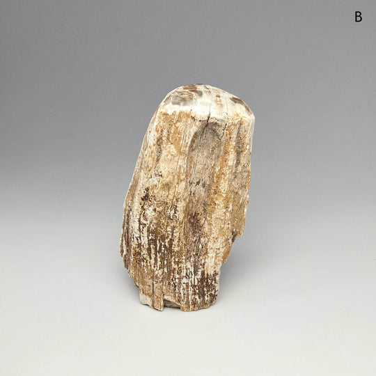 Petrified Wood Branch - Rocks and Gems Canada