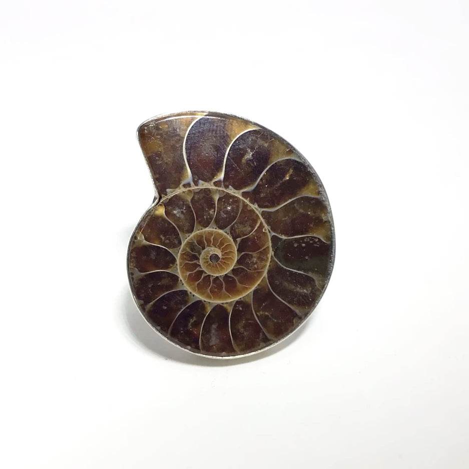 Ammonite Ring - Rocks and Gems Canada