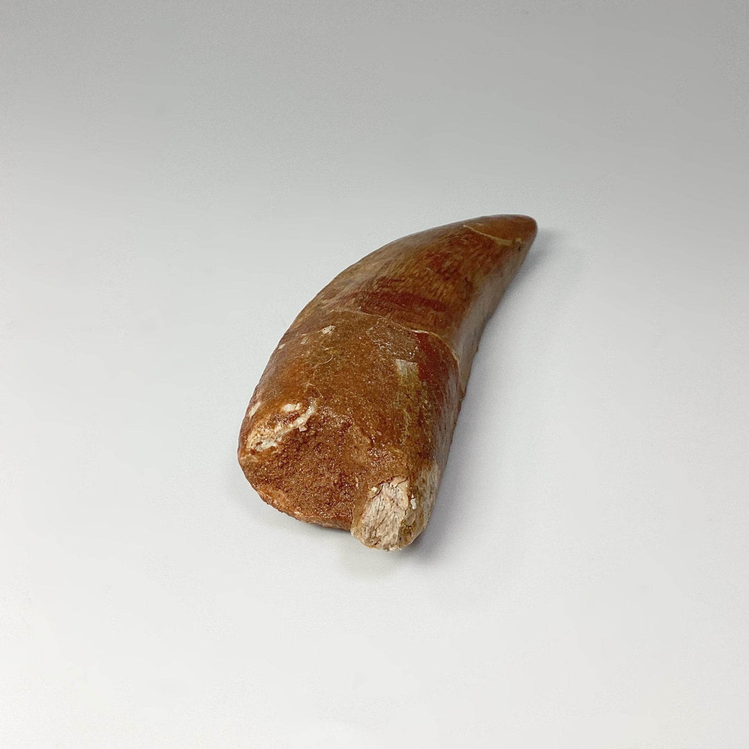 Fossilized Carcharodontosaurus Dinosaur Tooth Specimen - Rocks and Gems Canada