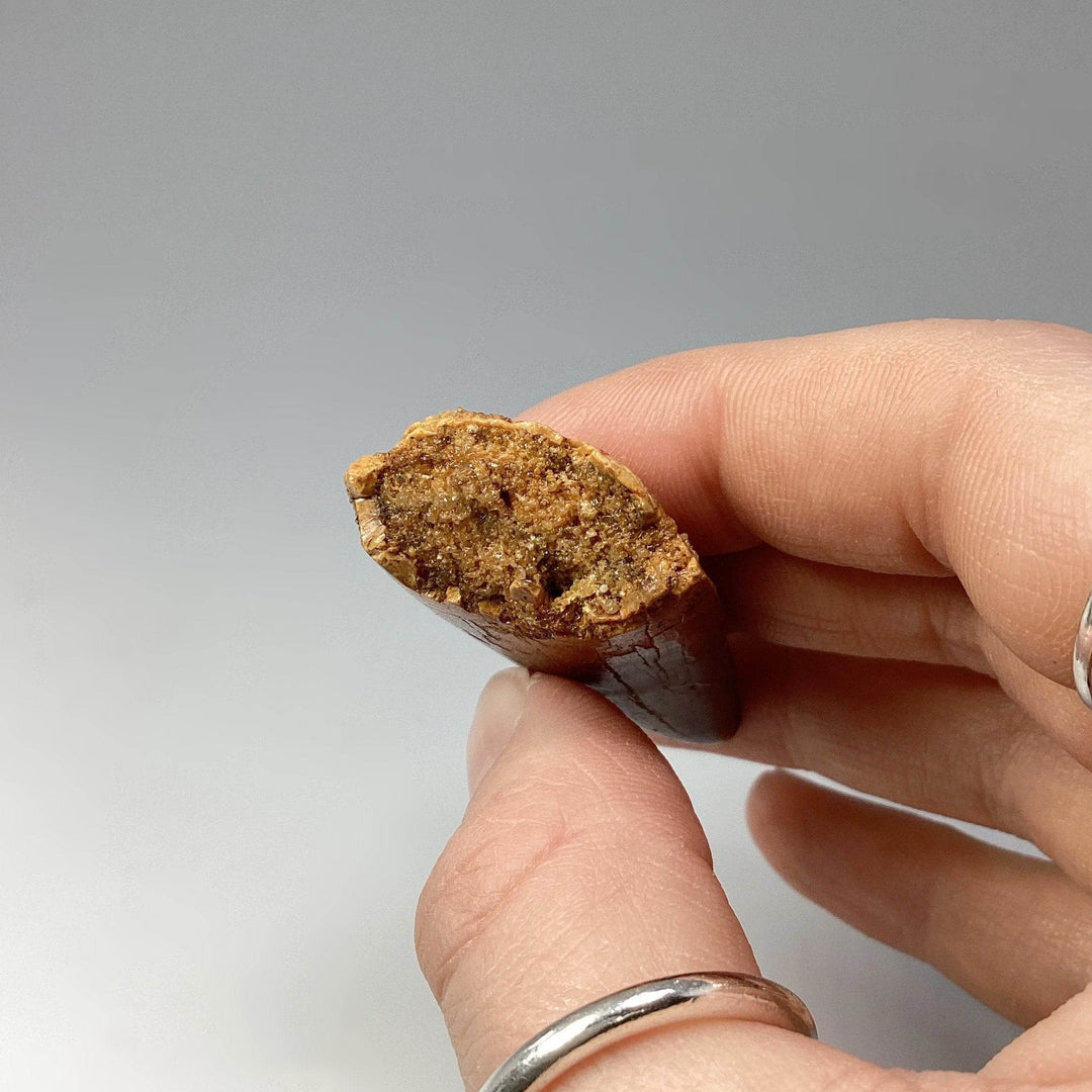 Fossilized Carcharodontosaurus Dinosaur Tooth Specimen - Rocks and Gems Canada