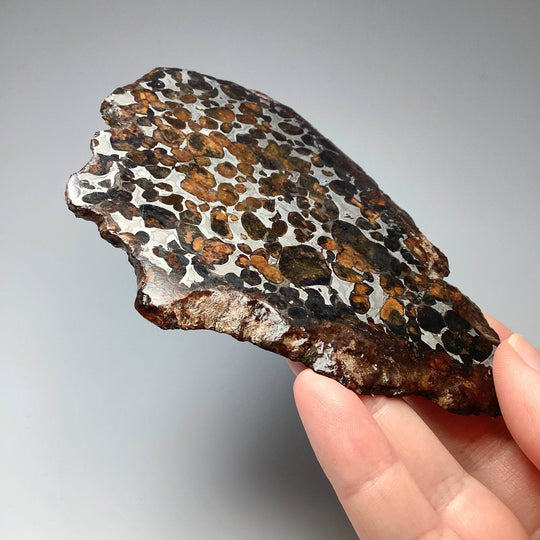 Sericho Large Meteorite Slice - Rocks and Gems Canada