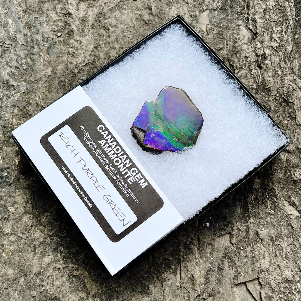 Ammolite Gem Display Box - Rocks and Gems Canada