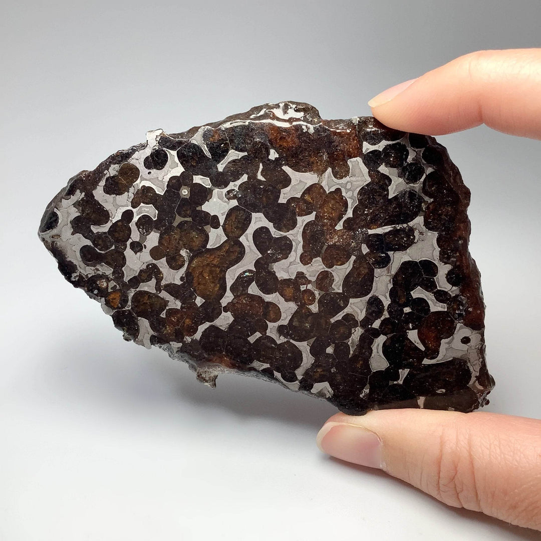 Sericho Meteorite Slice - Rocks and Gems Canada