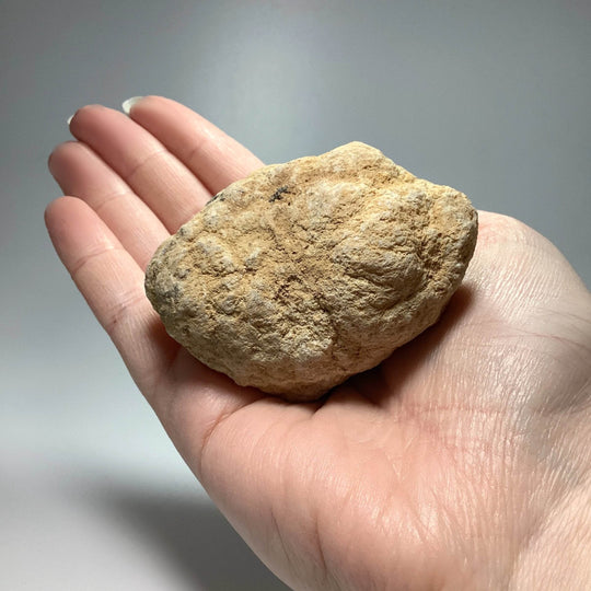 Crack your Geode Pack - Rocks and Gems Canada